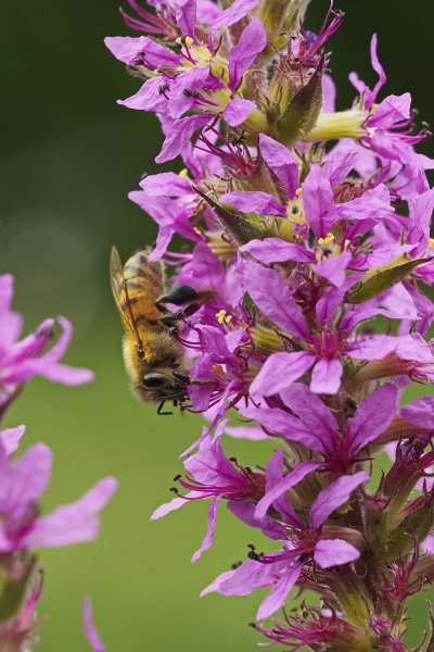 Abeille sur Salicaire.Canal.25.06.22. Joël Liegard